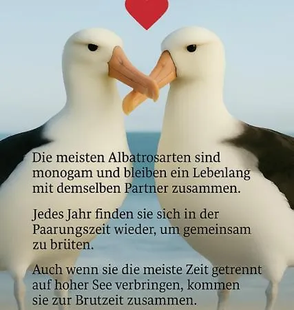 Appartement Ferien-whg Albatros Direkt Am Steinhuder-meer, Mit Meerblick Und Parkplatz *