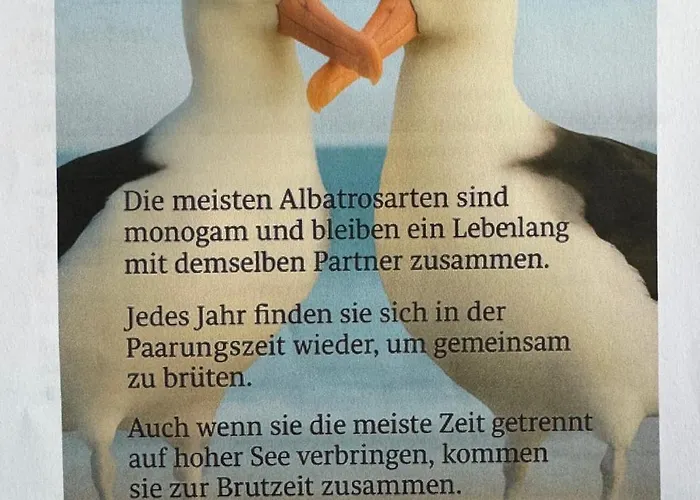 Ferien-whg Albatros Direkt Am Steinhuder-meer, Mit Meerblick Und Parkplatz 施坦胡德